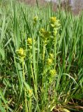 Euphorbia virgata. Молодые побеги, поражённые ржавчинным грибом. Краснодарский край, г. Усть-Лабинск, склон правого берега Кубани, остепнённый луг (после осеннего пала). 31.03.2018.