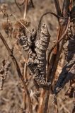 Phlomoides tuberosa. Часть сухого побега с листом (частично абаксиальная, частично адаксиальная стороны). Свердловская обл., низкий левый берег р. Исеть ниже дер. Бекленищева (порог Ревун), пойма. 15 апреля 2018 г.