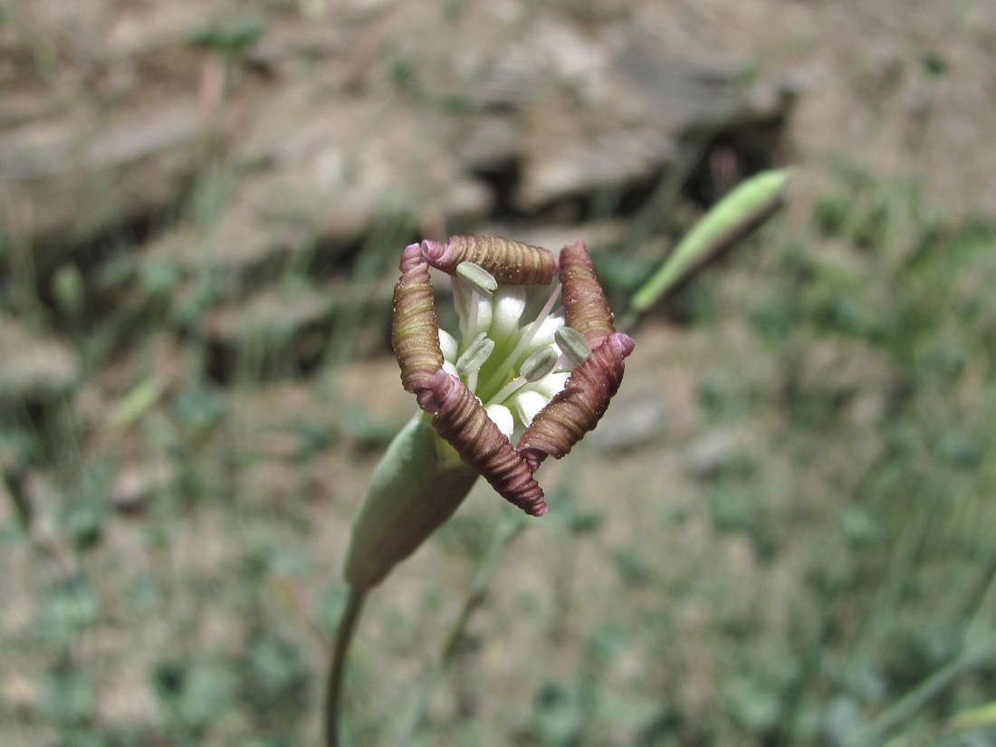 Изображение особи Silene chlorifolia.