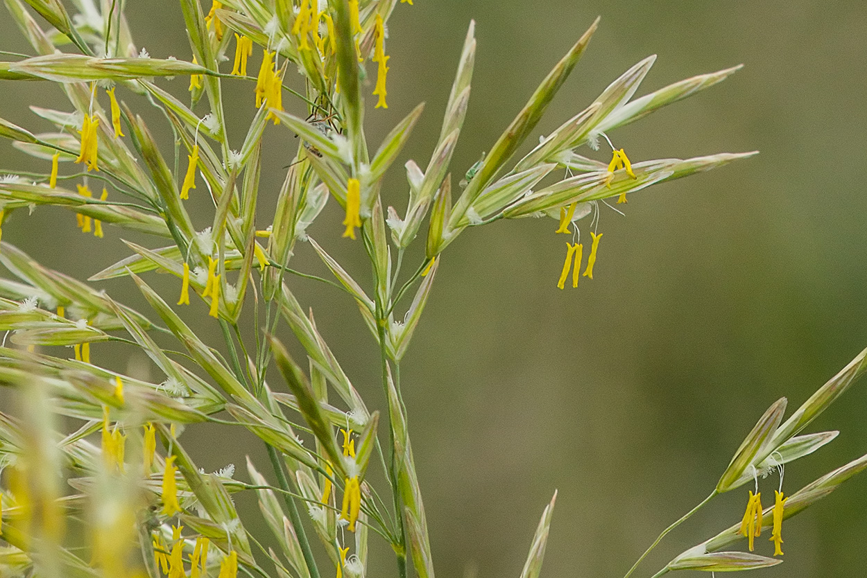 Изображение особи Bromopsis inermis.