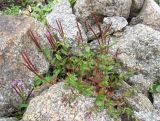 Epilobium anagallidifolium. Цветущие и плодоносящие растения. Кабардино-Балкария, Эльбрусский р-н, долина р. Ирикчат, ок. 3300 м н.у.м., каменистый склон. 06.08.2018.