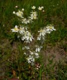 Filipendula vulgaris. Соцветие. Нижегородская область, окр. г. Шумерля, пойма р. Сура, оз. Холодное. 11 июня 2008 г.