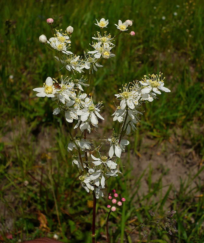 Image of Filipendula vulgaris specimen.