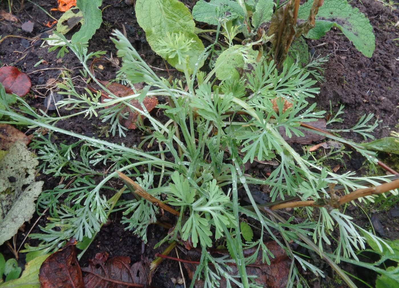 Изображение особи Eschscholzia californica.