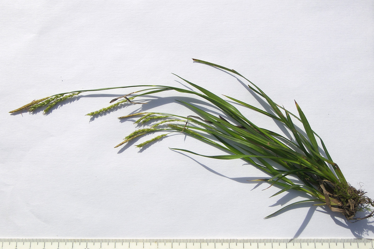 Изображение особи Carex sylvatica.