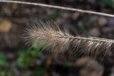 Pennisetum alopecuroides