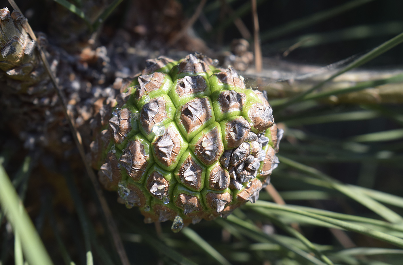 Изображение особи Pinus pinea.