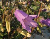 Campanula komarovii