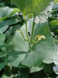 Aristolochia clematitis