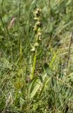 Dactylorhiza viridis