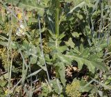 Cirsium arvense