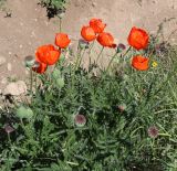 Papaver orientale