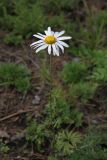 Chrysanthemum zawadskii