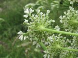 Heracleum leskovii