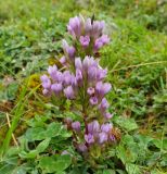 Gentianella biebersteinii. Цветущее растение. Карачаево-Черкесия, окр. Теберды, ущелье р. Азгек, альпийский луг. 02.09.2019.