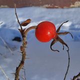 Rosa rugosa. Зрелый плод. Чувашия, г. Шумерля. 24 ноября 2007 г.