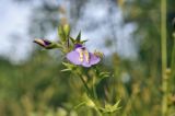 Mazus stachydifolius