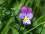 Viola tricolor. Цветок. Иркутская обл., Иркутский р-н, с. Пивовариха, сосновый бор, обочина тропы. 21.07.2013.