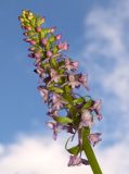 Gymnadenia conopsea. Соцветие. Республика Алтай, Шебалинский р-н, поляна в смешанном лесу в низкогорьях. 02.07.2010.