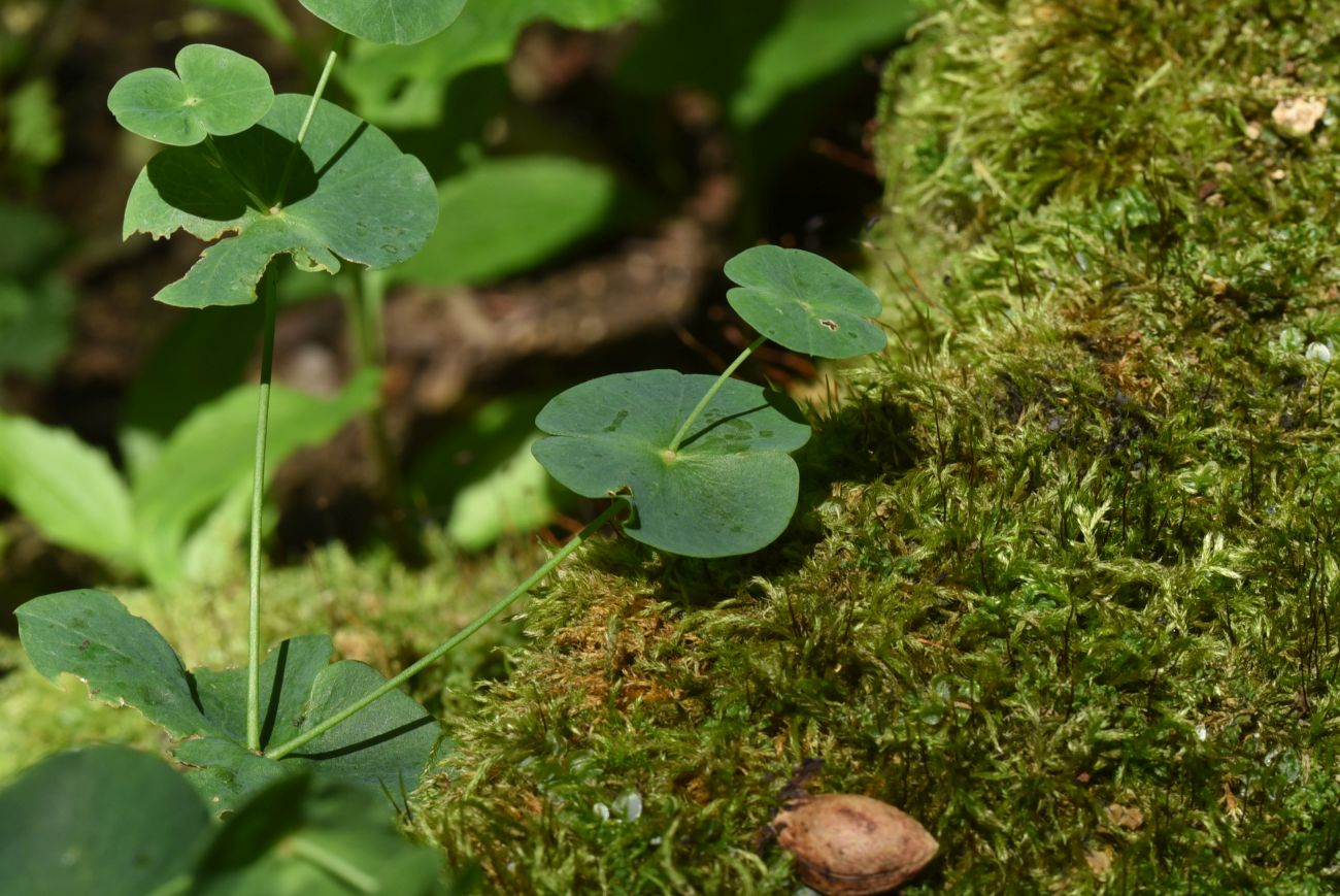 Изображение особи Euphorbia macroceras.