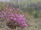 Rhododendron dauricum. Цветущее растение. Амурская обл., Архаринский р-н, отроги Малого Хингана, горный луг на склоне южной экспозиции. 21.05.2022.