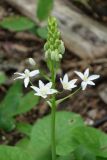 Ornithogalum arcuatum