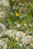 Tragopogon reticulatus. Цветущее растение. Карачаево-Черкесия, Карачаевский р-н, Большой Кавказ, правый берег р. Кичкинекол (Узункольский), ≈ 2200 м н.у.м., частично задернованная каменная россыпь, среди камней. 21.07.2023.