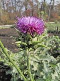 Silybum marianum