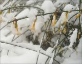 Jasminum nudiflorum. Побеги с обмёрзшими цветками под снегом. Черноморское побережье Кавказа, г. Новороссийск, в культуре. 1 февраля 2012 г.