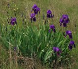 Iris germanica. Цветущее растение, бежавшее из культуры. Азербайджан, Шекинский р-н. 18.04.2010.