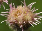 Erigeron uralensis. Соцветие. Ленинградская обл., Ломоносовский р-н, окр. Жилгородка. 05.07.2009.