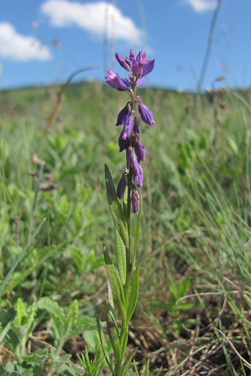 Изображение особи Polygala comosa.