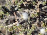 Salsola cyclophylla. Побеги с цветками плодами и галлами. Израиль, долина Арава, сухое русло. 01.10.2011.