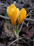 Crocus chrysanthus. Цветущее растение (культивар). Окр. Санкт-Петербурга, дачный участок. 25.04.2009.