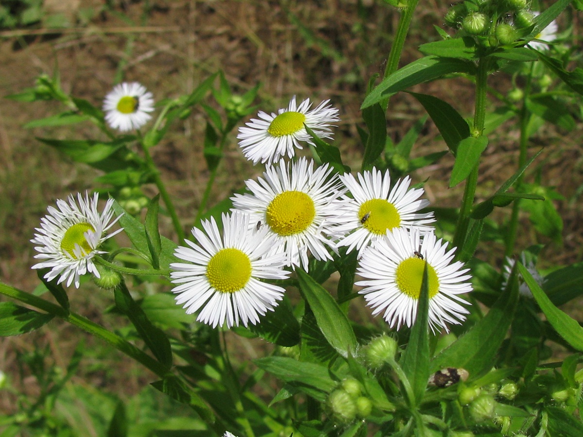 Изображение особи Erigeron strigosus.