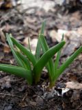 Colchicum arenarium