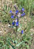 Anchusa leptophylla. Верхушка цветущего растения. Крым, окр. Симферополя, с. Трудовое, степной склон. 2 мая 2013 г.