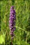 Dactylorhiza fuchsii