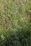 Eryngium caeruleum. Зацветающее растение. Южный Казахстан, хр. Каржантау, ущ. Бургулюк, окр. пос. Скреплёвка. 05.06.2013.