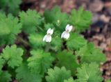 Camptoloma lyperiiflorum. Цветки и листья. Сокотра, лагуна Детвах. 03.01.2014.