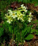 Primula pallasii. Цветущее растение. Красноярский край, Ермаковский р-н, природный парк \"Ергаки\", Ойский хр., выс. 1600 м н.у.м. 07.07.2013.