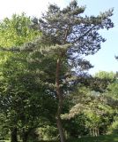 Pinus sylvestris. Взрослое растение. Германия, г. Дюссельдорф, Ботанический сад университета. 04.05.2014.