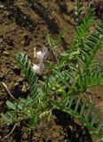 Vicia ervilia