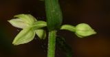 Epipactis helleborine