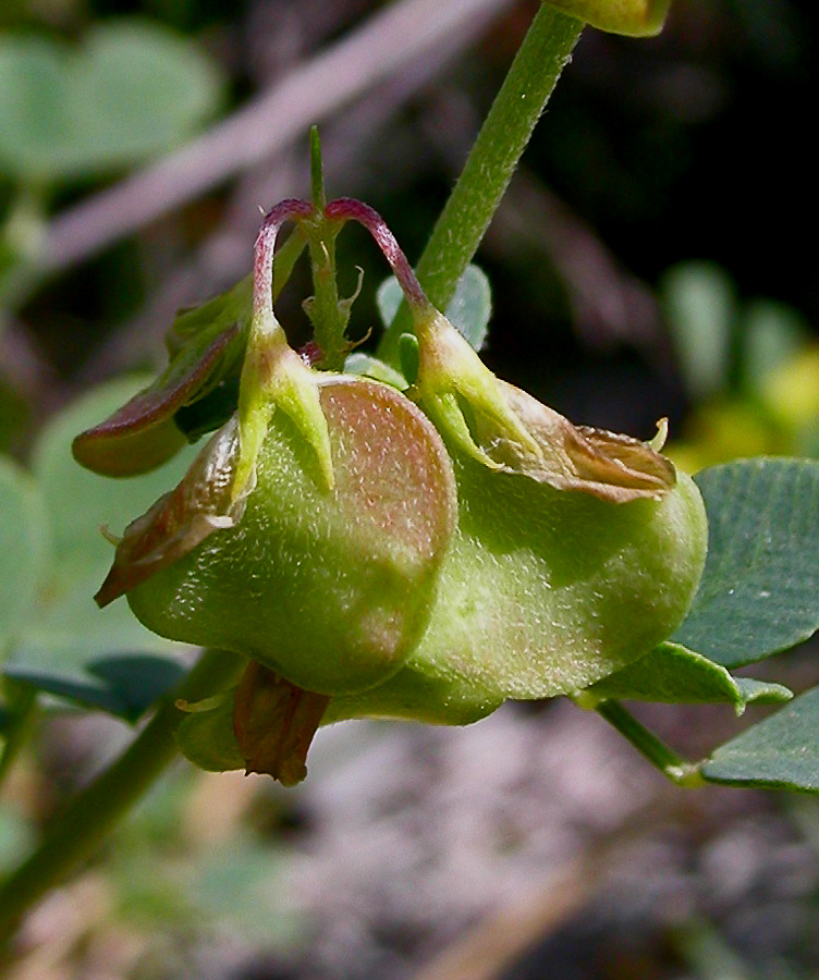 Изображение особи Melilotoides cretacea.