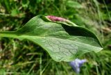 Valeriana alpestris. Лист с поражением. Краснодарский край, хр. Аибга, субальпийский луг, ≈ 2400 м н.у.м. 09.07.2015.