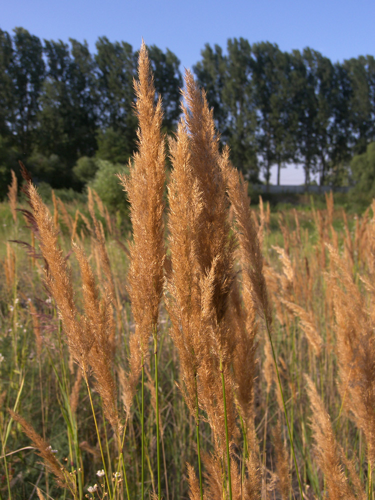 Изображение особи Calamagrostis canescens.