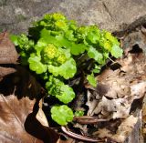 Chrysosplenium alternifolium. Цветущие растения. Адыгея, Майкопский р-н, окр. пос. Хамышки, склон горы Чёрный Шахан, дубово-буково-пихтовый лес, выс. ≈ 700 м н.у.м., на валуне. 07.03.2016.