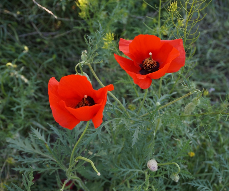 Image of Roemeria refracta specimen.