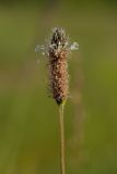 Plantago lanceolata